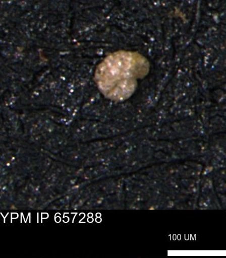 Alveolophragmium linki