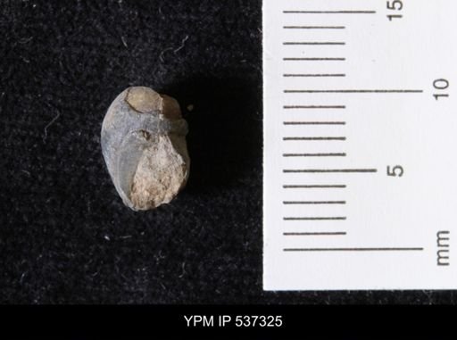 Goniobasis ortmanni