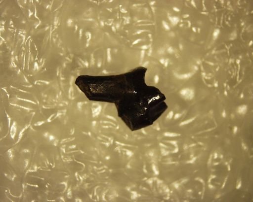 Aphronorus sp.