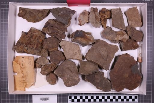 mixed taxa, stratigraphic collection