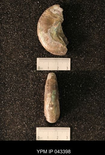 Hoploscaphites nicolletii