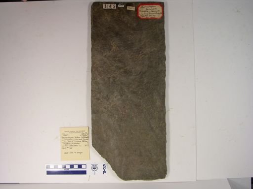 Batrachopus bellus