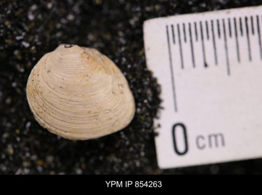 Limopsis striatopunctatus
