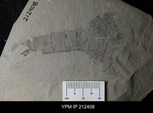Paracarcinosoma scorpionis