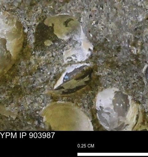 undet. Bivalvia