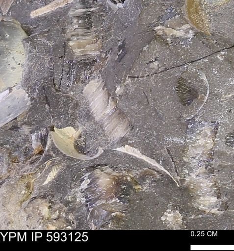 Inoceramus cuneatus