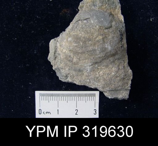 Schellwienella sp.