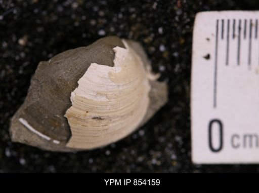Limopsis striatopunctatus