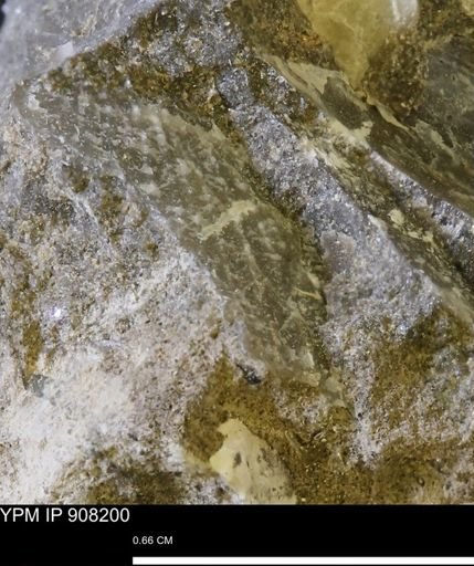 Oxytoma (Hypoxytoma) sp.