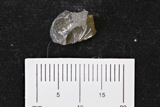 undet. Bivalvia
