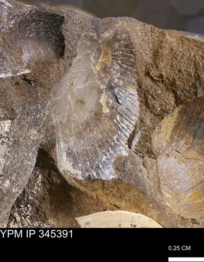 Oxytoma (Hypoxytoma) nebrascana