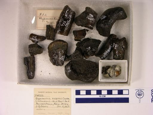 Hyposaurus rogersii