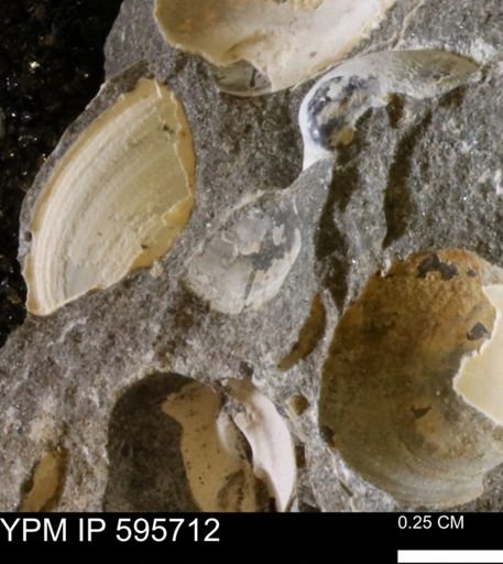 Protocardia sp.