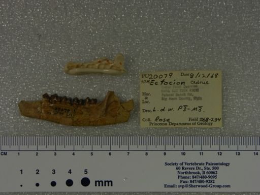Ectocion cedrus
