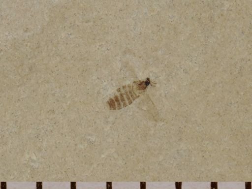 undet. Diptera