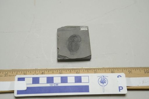 Naraoia compacta