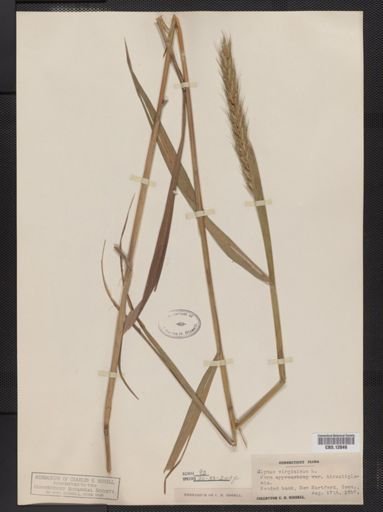Elymus virginicus
