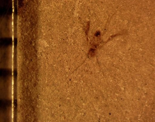 Psocoptera?