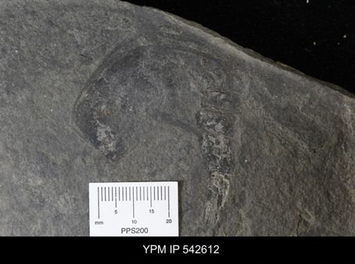 undet. Phyllocarida