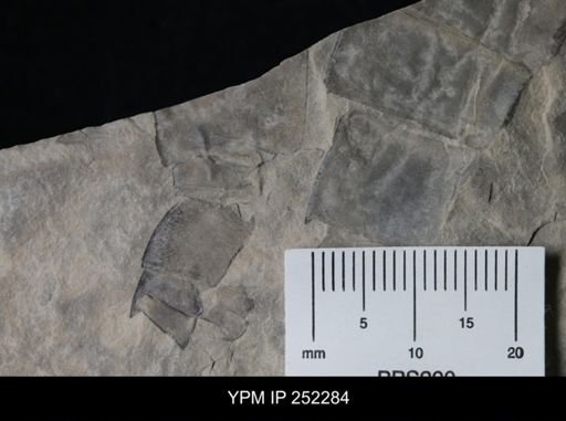 undet. Eurypterida