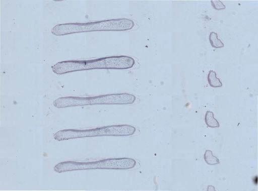 Apis mellifera