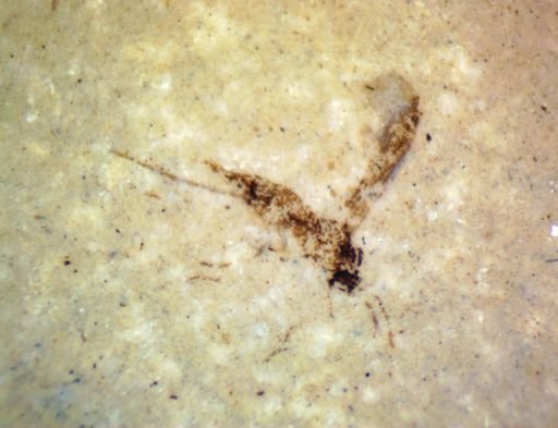 undet. Diptera