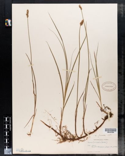 Carex siccata