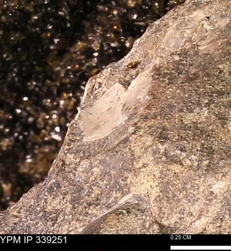 undet. Mollusca