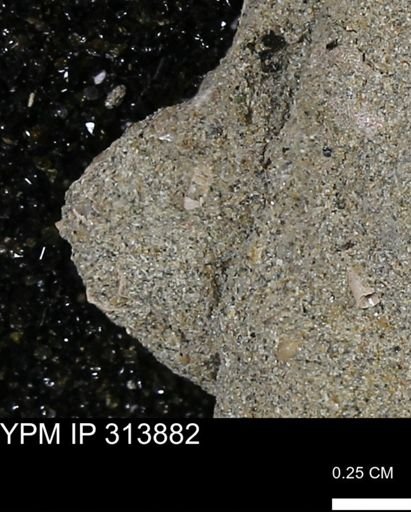 undet. Scaphopoda