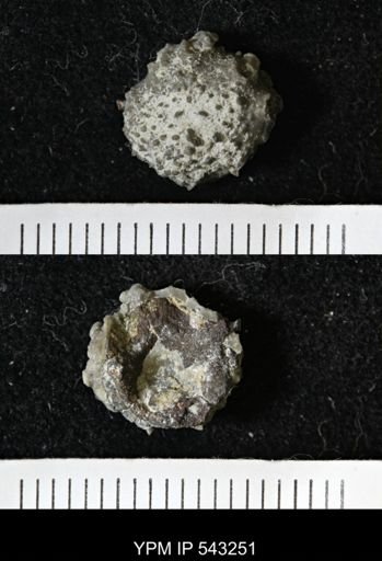 Gennaeocrinus variabilis