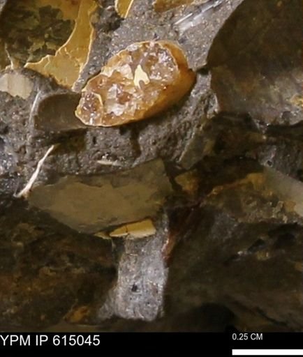 Baculites sp.