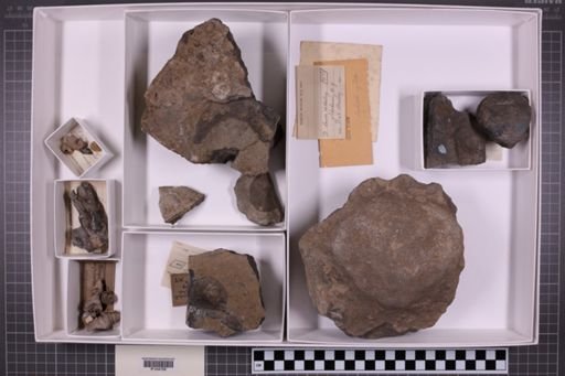 mixed taxa, stratigraphic collection
