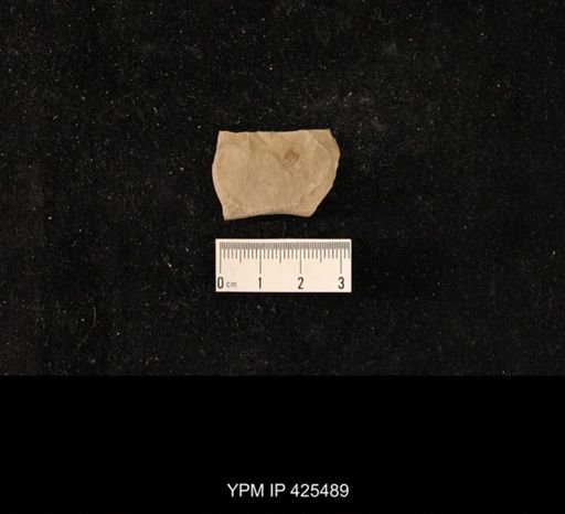 undet. Hexapoda