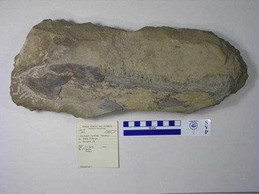 Onychodus sigmoides