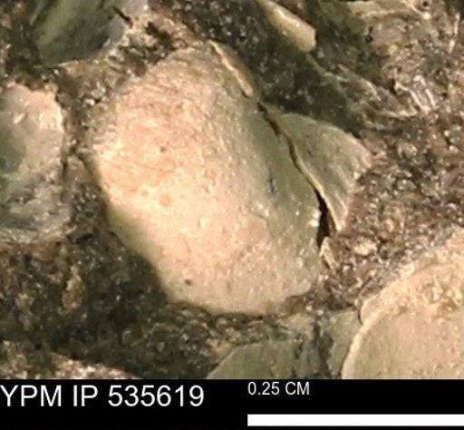 Protocardia subquadrata