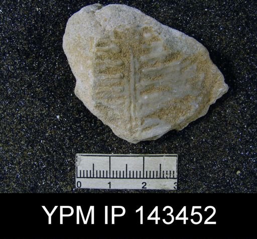 Lyttonia (Leptodus) nobilis