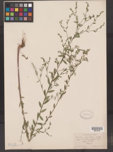 Linum striatum