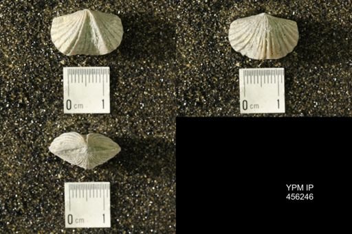 Platystrophia biforata