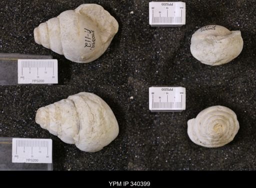 Tylostoma tumidum