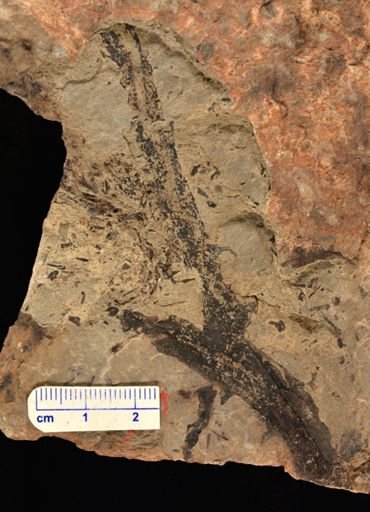 Psilophyton sp.