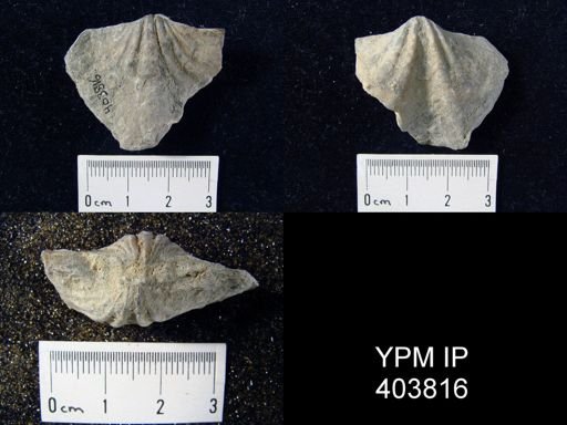 Macropleura macropleura