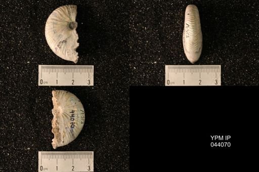 Hoploscaphites nicolletii