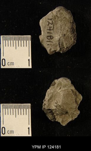 Phacops rana