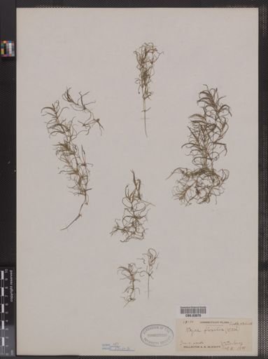 Najas flexilis