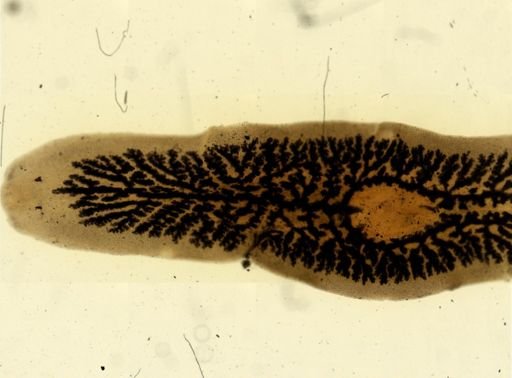 Procotyla fluviatilis