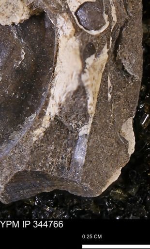 Limopsis striatopunctatus