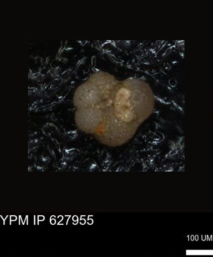 undet. Foraminiferida