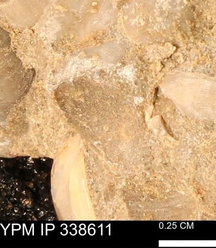 undet. Mollusca