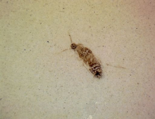 undet. Hexapoda