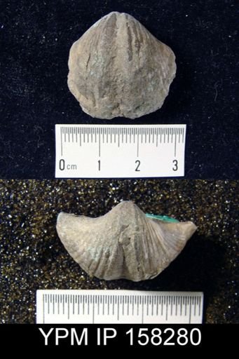 Spirifer concinnus